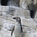 Marineland - Pingouins - 006